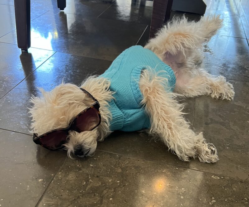 Dog in sunglasses and sweater
